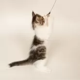 ノルウェージャンフォレストキャット【神奈川県・女の子・2024年9月24日・ブラウンタビー白】の写真3