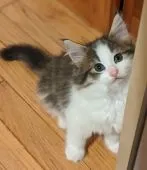 ノルウェージャンフォレストキャット【神奈川県・女の子・2020年5月20日・ブラウンマッカレルタビー&ホワイト】の写真4