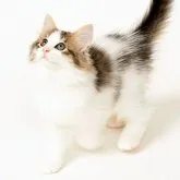 ノルウェージャンフォレストキャット【神奈川県・男の子・2023年7月14日・ブラウンマッカレルタビー&ホワイト】の写真4「好奇心旺盛、遊びもお昼寝も大好きです」