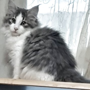 ノルウェージャンフォレストキャット【神奈川県・女の子・2025年7月30日・ブルータビー白（長毛）】の写真「きれいなハチ割れです。」