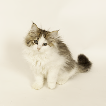 ノルウェージャンフォレストキャット【神奈川県・女の子・2025年7月30日・ブラウンタビー白（長毛）】の写真「きれいなハチ割れです。」