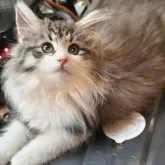 ノルウェージャンフォレストキャット