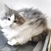 ノルウェージャンフォレストキャット