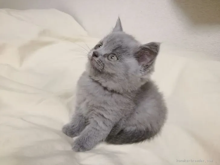 ID：1908-01846の子猫