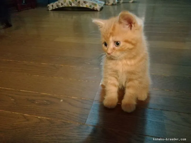 ID:2105-02540の子猫