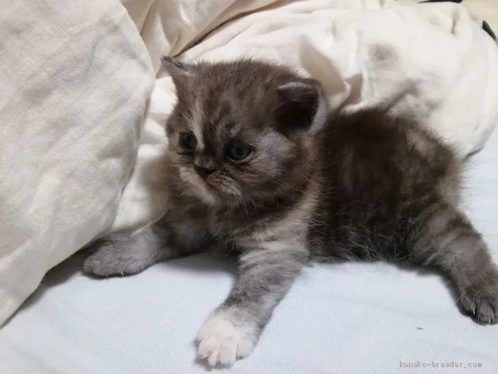 ID：2006-00335の子猫