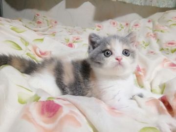 スコティッシュフォールド(立ち耳)【大阪府・女の子・2021年7月4日・ダイリュートキャリコ】の写真「丸いお目に丸い顔、優しい雰囲気の女の子」