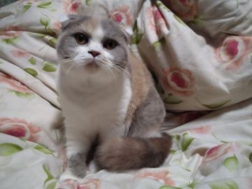 スコティッシュフォールド(折れ耳)【大阪府・女の子・2021年6月19日・ダイリュートキャリコ】の写真「しっかり折れた耳に丸くはっきりとした目」