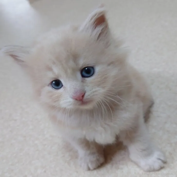 ID:2303-01641の子猫