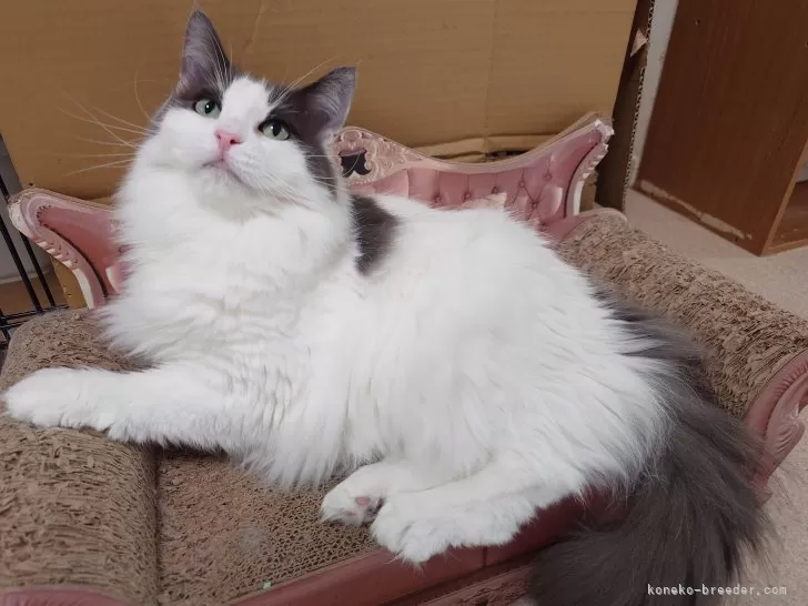 ノルウェージャンフォレストキャット【埼玉県・女の子・2020年2月21日・ブルー&amp;ホワイト】の写真1「個性的な美人さんです♡」