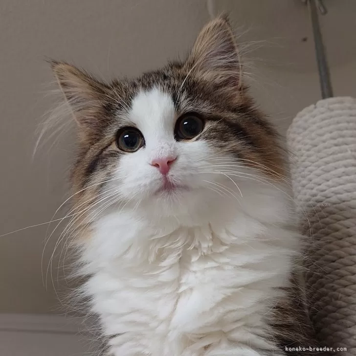 ID：2310-02273の子猫