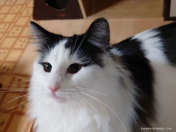 ID：2107-00004の子猫