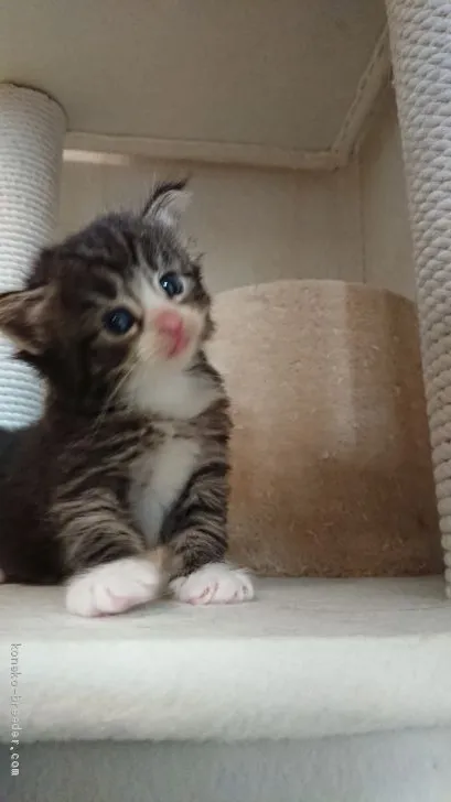 ID:1909-00341の子猫