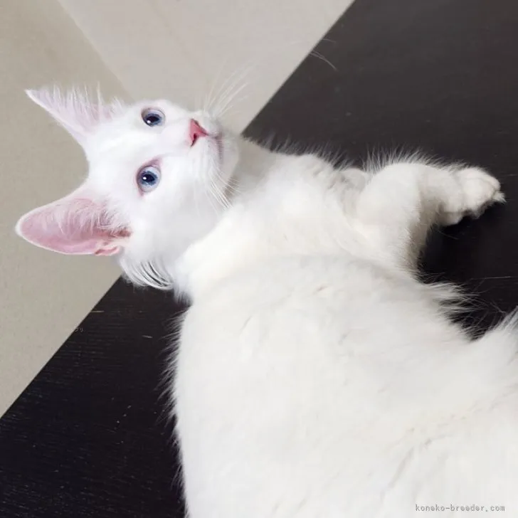 ID:2306-00295の子猫