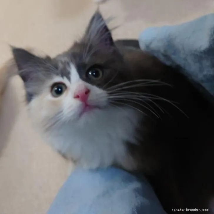 ID:2207-01652の子猫