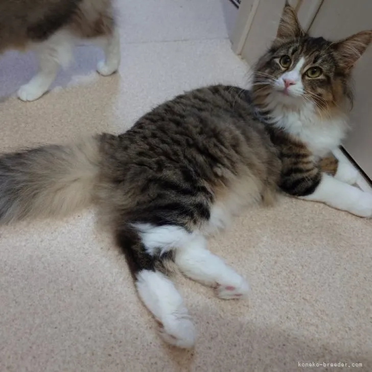 ノルウェージャンフォレストキャット【埼玉県・女の子・2023年1月19日・ブラウンマッカレルタビー&amp;ホワイト】の写真1「素敵な子に成長してくれて、とても嬉しい現飼い主です♪」