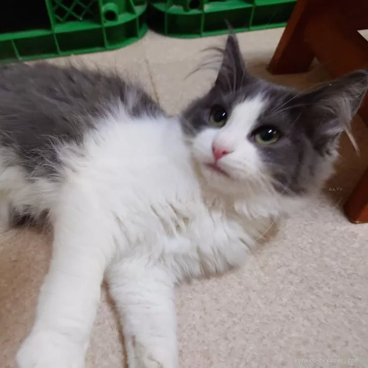 ID:2311-01937の子猫