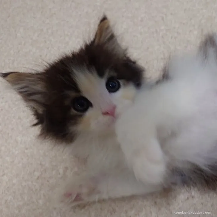 ID：2307-01368の子猫