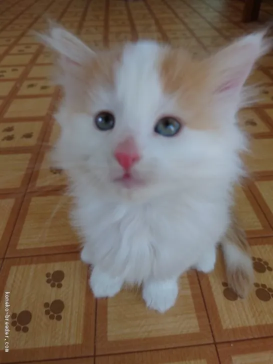 ID:2008-01588の子猫