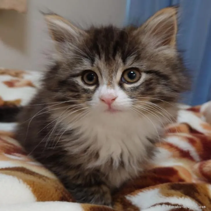 ID:2211-01771の子猫