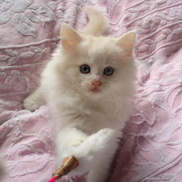 ID:2210-02376の子猫