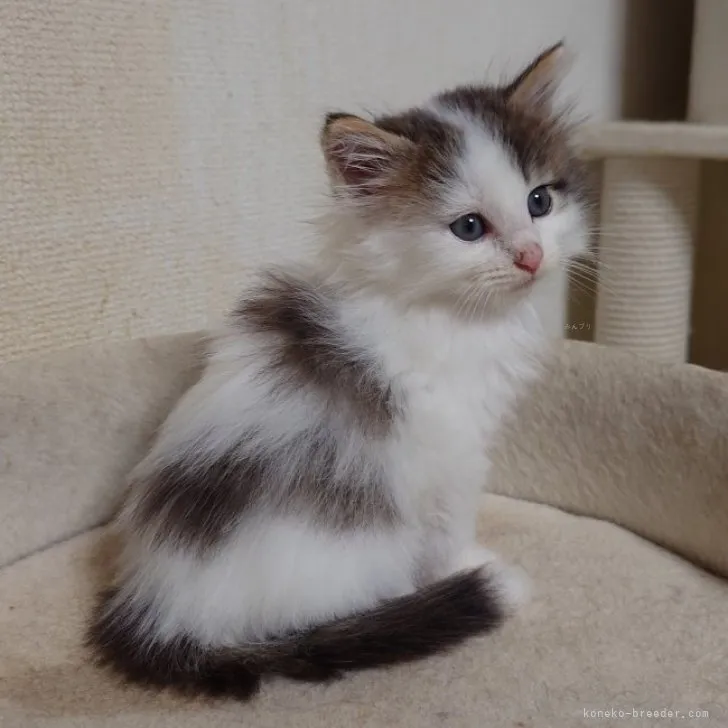 ID:2310-00610の子猫