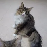 ノルウェージャンフォレストキャット【埼玉県・女の子・2023年1月19日・ブラウンマッカレルタビー&ホワイト】の写真2「可愛い,綺麗,格好良い,不細工と色々な表情を見せてくれる子です。」