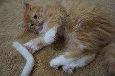 ノルウェージャンフォレストキャット【埼玉県・男の子・2017年10月26日・レッドマッカレルタビー&ホワイト】の写真3