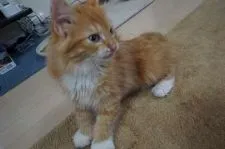 ノルウェージャンフォレストキャット【埼玉県・男の子・2017年10月26日・レッドマッカレルタビー&ホワイト】の写真4