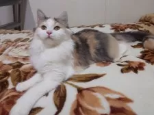 ノルウェージャンフォレストキャット【埼玉県・女の子・2025年6月10日・ブルートーティ&ホワイト】の写真5