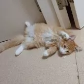 ノルウェージャンフォレストキャット【埼玉県・男の子・2025年6月10日・レッドマッカレルタビー&ホワイト】の写真10