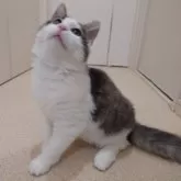 ノルウェージャンフォレストキャット【埼玉県・男の子・2025年4月7日・ブラウンマッカレルタビー&ホワイト】の写真10