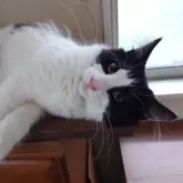 ノルウェージャンフォレストキャット【埼玉県・男の子・2025年3月12日・ブラックー&ホワイト】の写真10