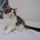 ノルウェージャンフォレストキャット【埼玉県・女の子・2025年8月25日・ブラウンマッカレルタビー&ホワイト】の写真11