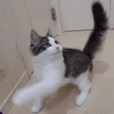 ノルウェージャンフォレストキャット【埼玉県・男の子・2025年4月7日・ブラウンマッカレルタビー&ホワイト】の写真11