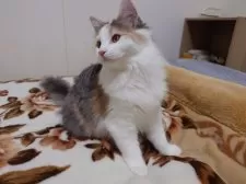 ノルウェージャンフォレストキャット【埼玉県・女の子・2025年6月10日・ブルートーティ&ホワイト】の写真6