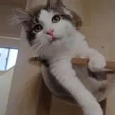 ノルウェージャンフォレストキャット【埼玉県・男の子・2025年4月7日・ブラウンマッカレルタビー&ホワイト】の写真12