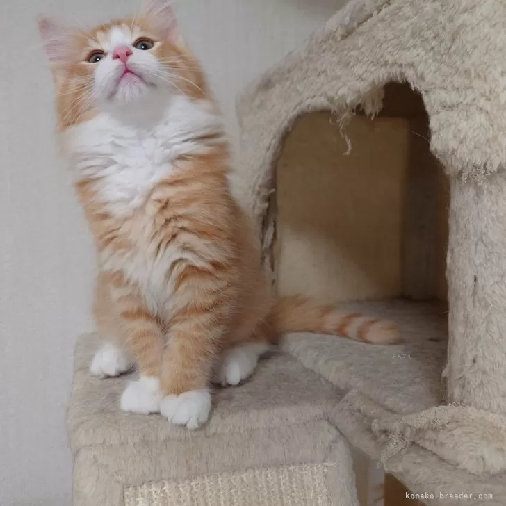 じゃれねこ『2月☆27 winter×ブルー系』 埼玉】福田 誠二(ふくだ せいじ)ブリーダー｜みんなの子猫ブリーダー