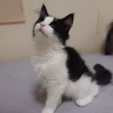 ノルウェージャンフォレストキャット【埼玉県・男の子・2025年3月12日・ブラックー&ホワイト】の写真13