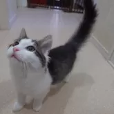 ノルウェージャンフォレストキャット【埼玉県・男の子・2025年4月7日・ブラウンマッカレルタビー&ホワイト】の写真14