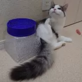 ノルウェージャンフォレストキャット【埼玉県・男の子・2025年4月7日・ブラウンマッカレルタビー&ホワイト】の写真15