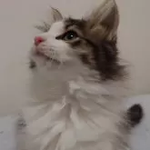 ノルウェージャンフォレストキャット【埼玉県・女の子・2025年8月25日・ブラウンマッカレルタビー&ホワイト】の写真15