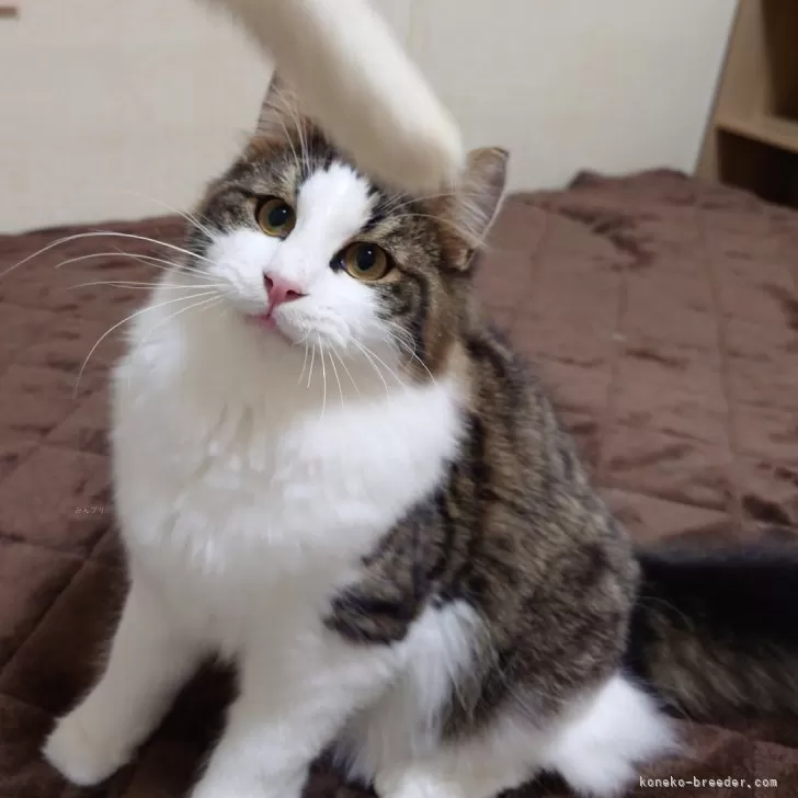 ID：2404-01828の子猫