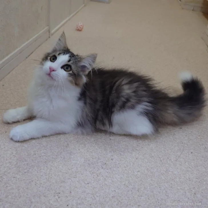 ID：2605-00566の子猫