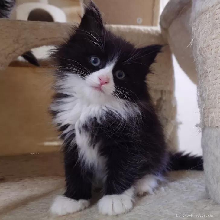 ID:2504-01956の子猫