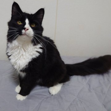 ノルウェージャンフォレストキャット【埼玉県・男の子・2025年2月25日・ブラックー&ホワイト】の写真「手袋タキシードの男の子」