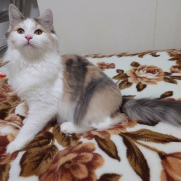 ノルウェージャンフォレストキャット【埼玉県・女の子・2025年6月10日・ブルートーティ&ホワイト】の写真「♪やさしい色合いのミケちゃんです♡」