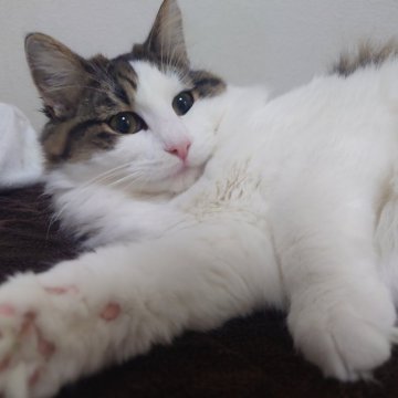 ノルウェージャンフォレストキャット【埼玉県・男の子・2025年4月7日・ブラウンマッカレルタビー&ホワイト】の写真「♪おっとりとした子です♡」