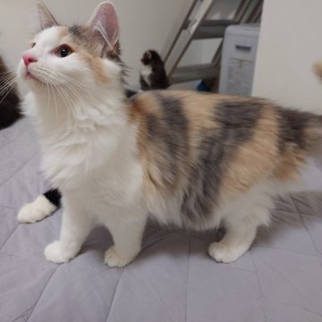 ノルウェージャンフォレストキャット【埼玉県・女の子・2025年6月10日・ブルートーティ&ホワイト】の写真「♪やさしい色合いのミケちゃんです♡」