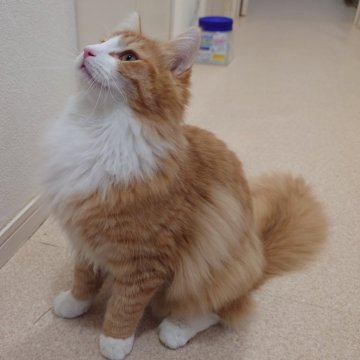 ノルウェージャンフォレストキャット【埼玉県・男の子・2025年6月10日・レッドマッカレルタビー&ホワイト】の写真「♪とにかく元気です♡」